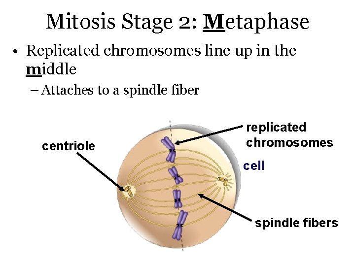 Mitosis Stage 2: Metaphase • Replicated chromosomes line up in the middle – Attaches