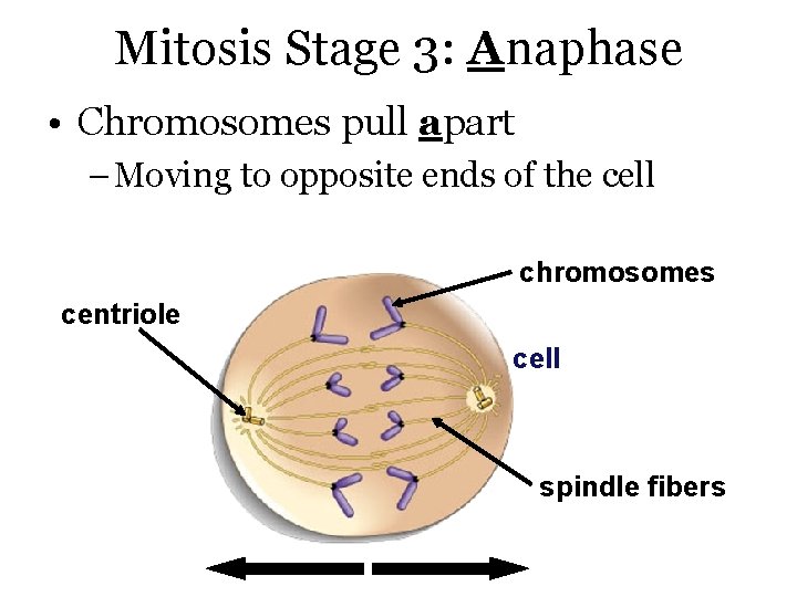 Mitosis Stage 3: Anaphase • Chromosomes pull apart – Moving to opposite ends of