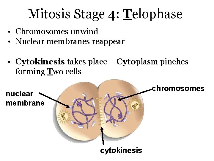 Mitosis Stage 4: Telophase • Chromosomes unwind • Nuclear membranes reappear • Cytokinesis takes