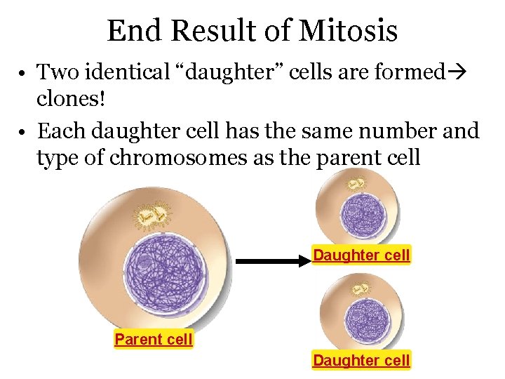 End Result of Mitosis • Two identical “daughter” cells are formed clones! • Each