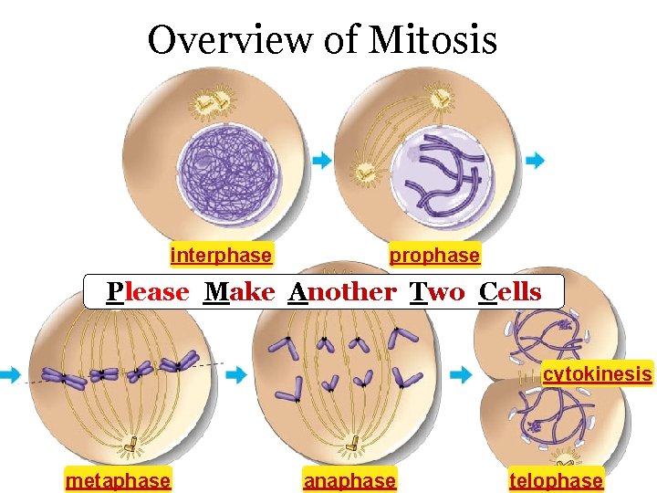 Overview of Mitosis interphase prophase Please Make Another Two Cells cytokinesis metaphase anaphase telophase