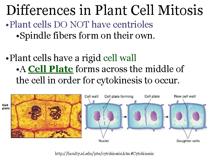 Differences in Plant Cell Mitosis • Plant cells DO NOT have centrioles • Spindle