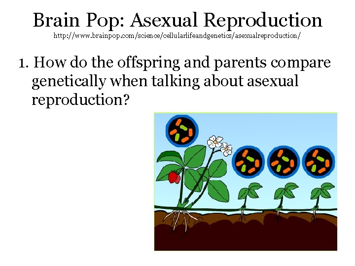 Brain Pop: Asexual Reproduction http: //www. brainpop. com/science/cellularlifeandgenetics/asexualreproduction/ 1. How do the offspring and