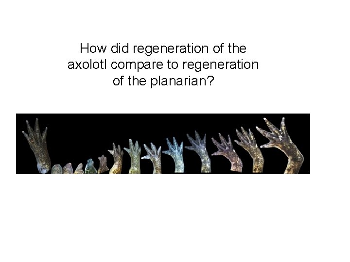 How did regeneration of the axolotl compare to regeneration of the planarian? 