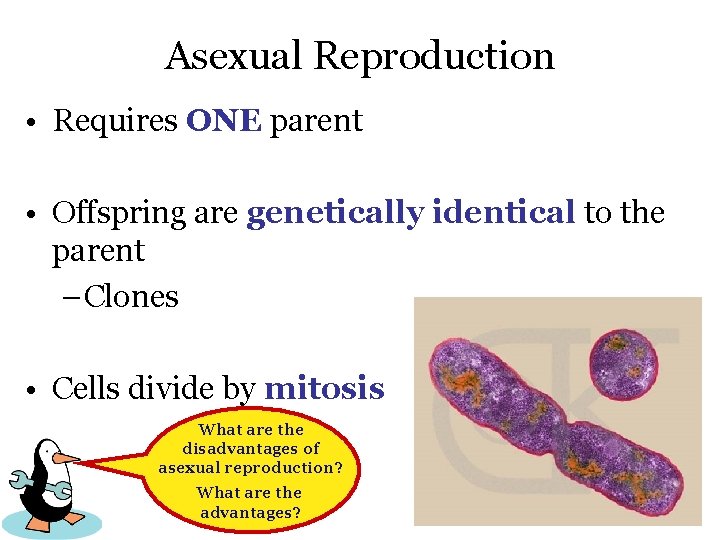 Asexual Reproduction • Requires ONE parent • Offspring are genetically identical to the parent