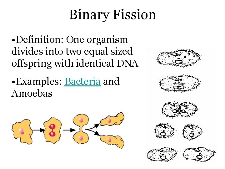 Binary Fission • Definition: One organism divides into two equal sized offspring with identical