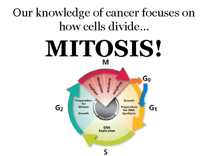 Our knowledge of cancer focuses on how cells divide… MITOSIS! 