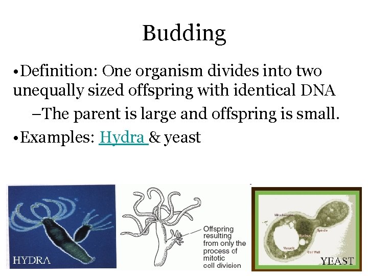 Budding • Definition: One organism divides into two unequally sized offspring with identical DNA