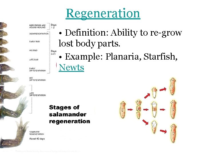 Regeneration • Definition: Ability to re-grow lost body parts. • Example: Planaria, Starfish, Newts