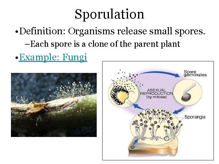 Sporulation • Definition: Organisms release small spores. –Each spore is a clone of the