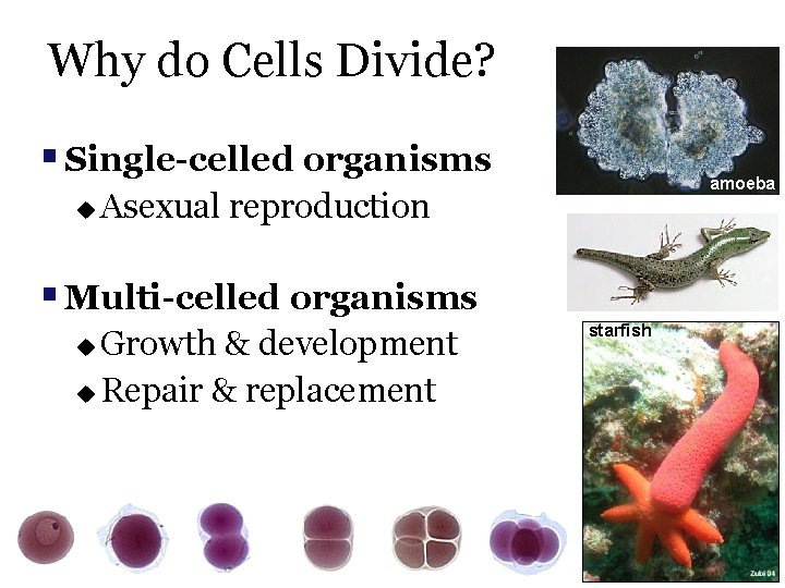 Why do Cells Divide? § Single-celled organisms u amoeba Asexual reproduction § Multi-celled organisms