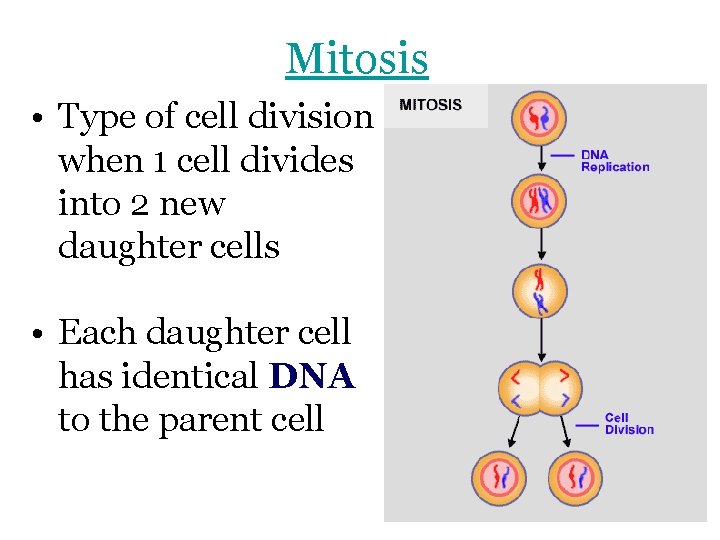 Mitosis • Type of cell division when 1 cell divides into 2 new daughter