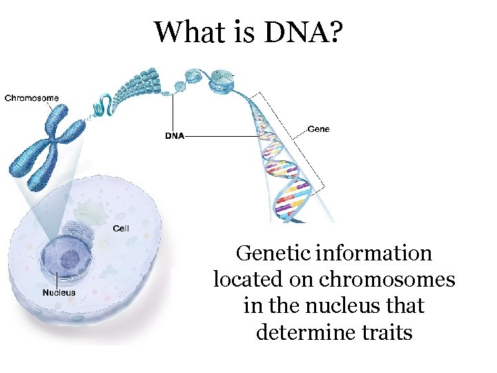 What is DNA? Genetic information located on chromosomes in the nucleus that determine traits