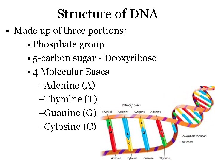 Structure of DNA • Made up of three portions: • Phosphate group • 5