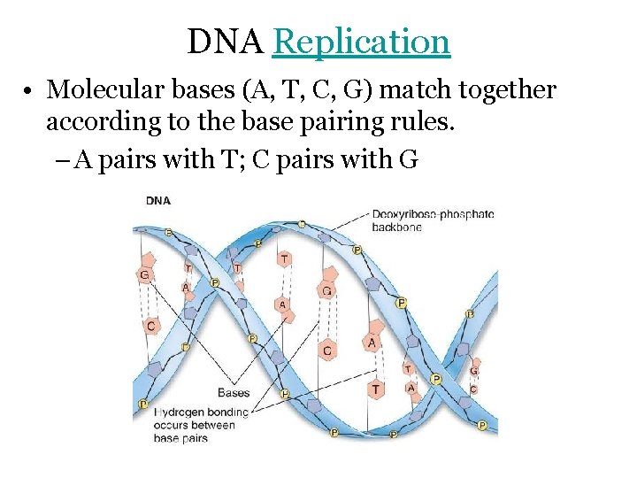 DNA Replication • Molecular bases (A, T, C, G) match together according to the