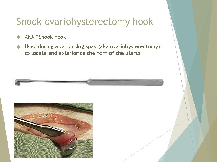 Snook ovariohysterectomy hook AKA “Snook hook” Used during a cat or dog spay (aka
