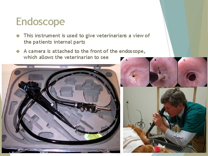 Endoscope This instrument is used to give veterinarians a view of the patients internal