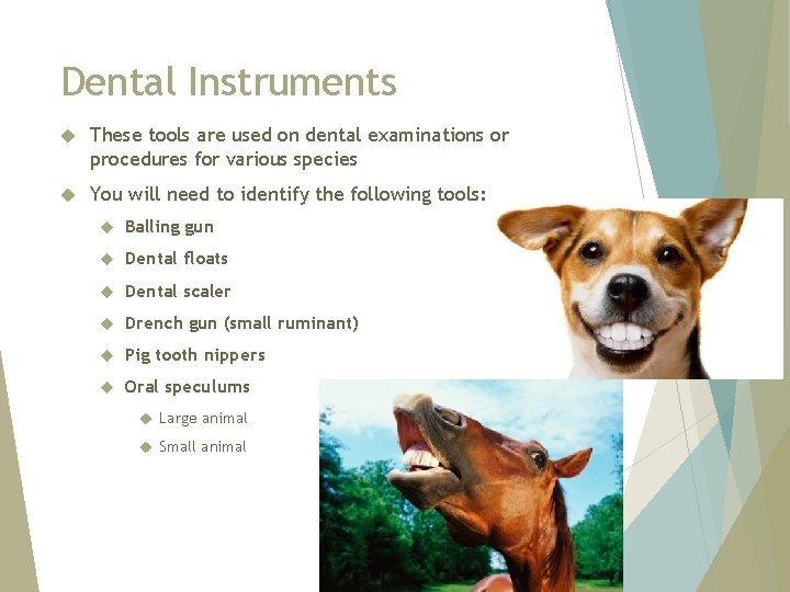 Dental Instruments These tools are used on dental examinations or procedures for various species