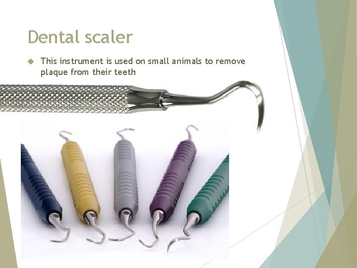 Dental scaler This instrument is used on small animals to remove plaque from their