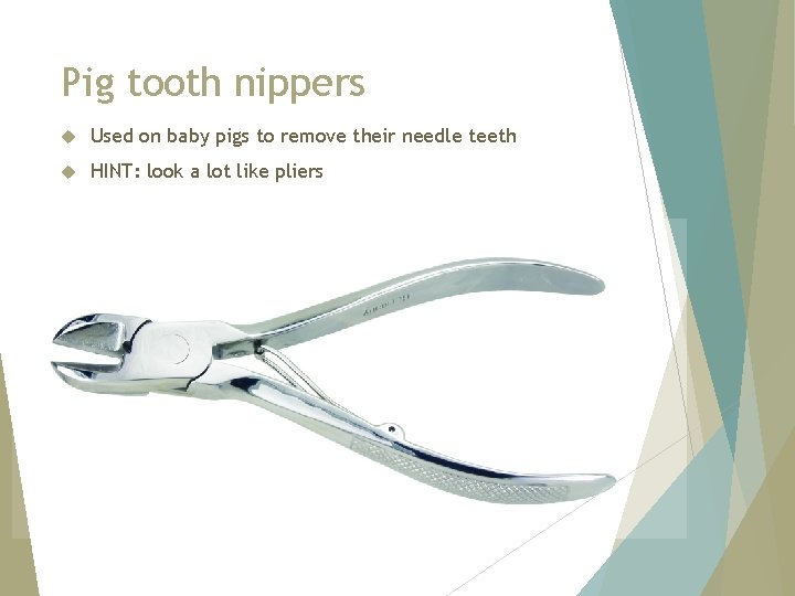 Pig tooth nippers Used on baby pigs to remove their needle teeth HINT: look