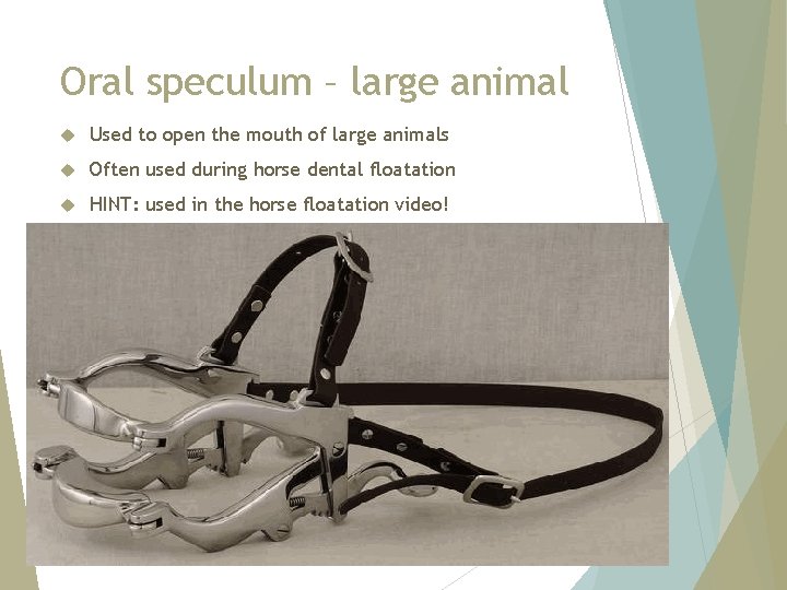 Oral speculum – large animal Used to open the mouth of large animals Often