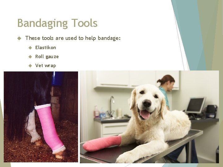 Bandaging Tools These tools are used to help bandage: Elastikon Roll gauze Vet wrap