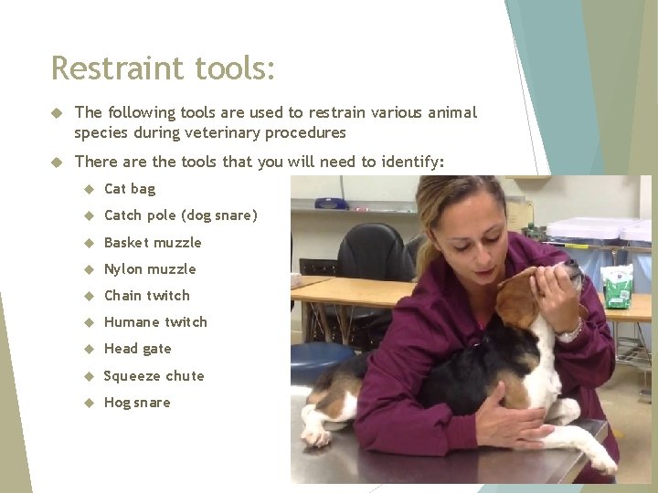 Restraint tools: The following tools are used to restrain various animal species during veterinary