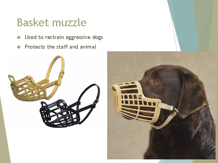 Basket muzzle Used to restrain aggressive dogs Protects the staff and animal 