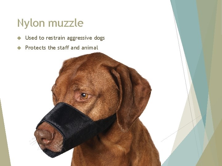 Nylon muzzle Used to restrain aggressive dogs Protects the staff and animal 