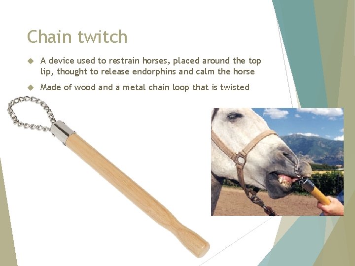 Chain twitch A device used to restrain horses, placed around the top lip, thought