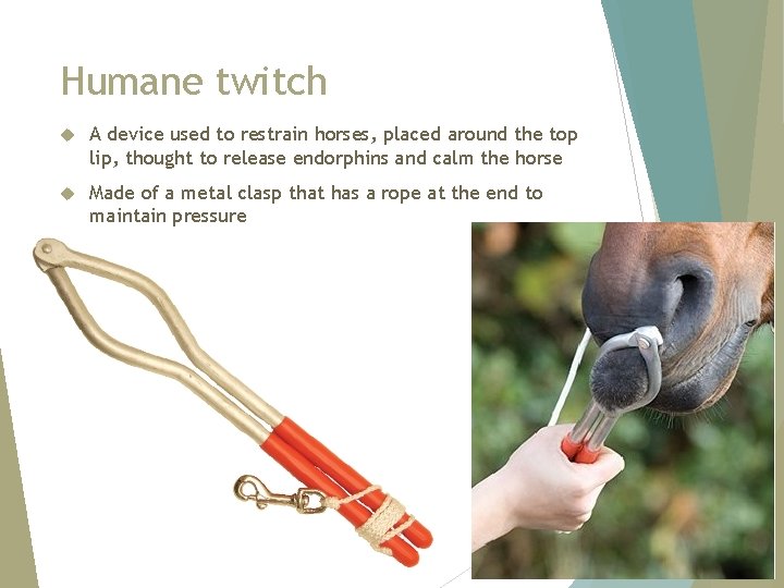 Humane twitch A device used to restrain horses, placed around the top lip, thought