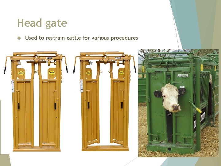 Head gate Used to restrain cattle for various procedures 