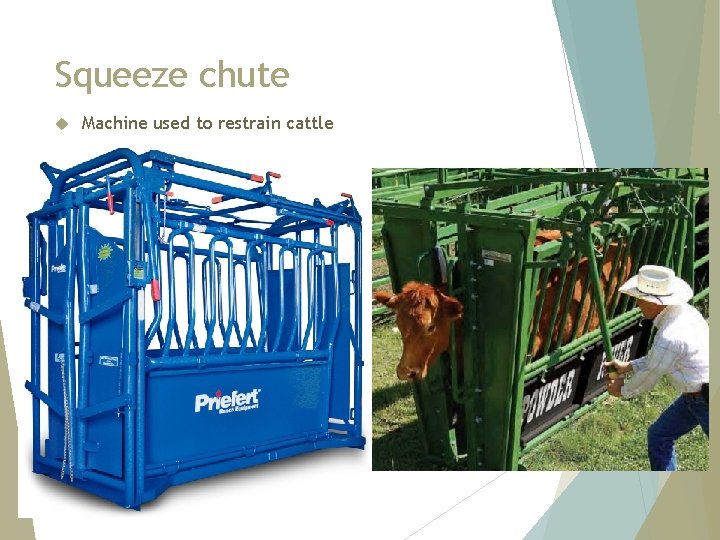 Squeeze chute Machine used to restrain cattle 