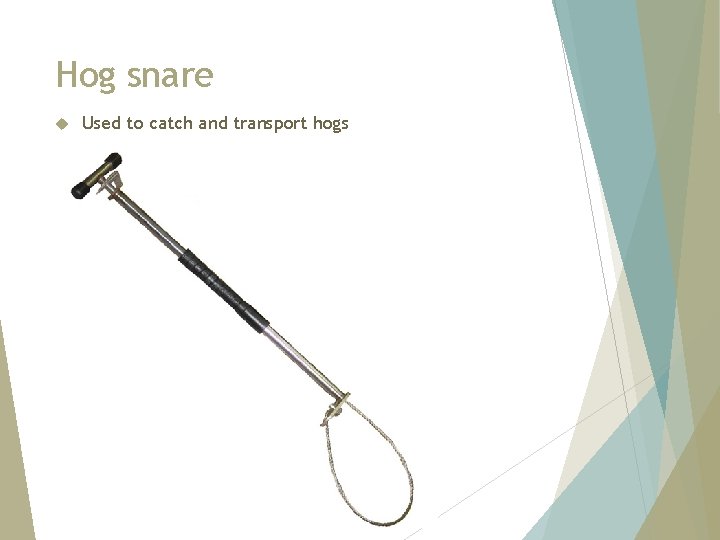 Hog snare Used to catch and transport hogs 