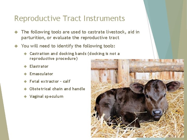 Reproductive Tract Instruments The following tools are used to castrate livestock, aid in parturition,