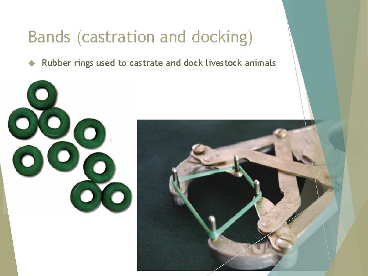 Bands (castration and docking) Rubber rings used to castrate and dock livestock animals 
