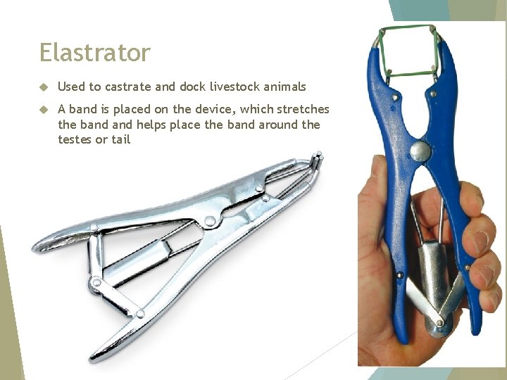 Elastrator Used to castrate and dock livestock animals A band is placed on the