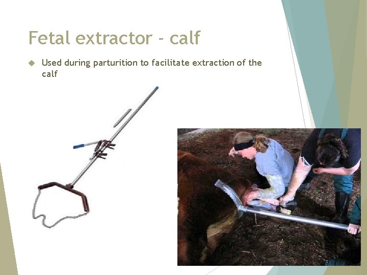Fetal extractor - calf Used during parturition to facilitate extraction of the calf 