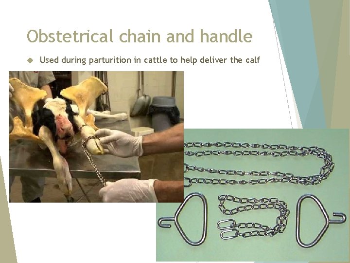 Obstetrical chain and handle Used during parturition in cattle to help deliver the calf