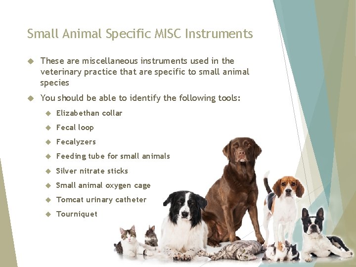 Small Animal Specific MISC Instruments These are miscellaneous instruments used in the veterinary practice