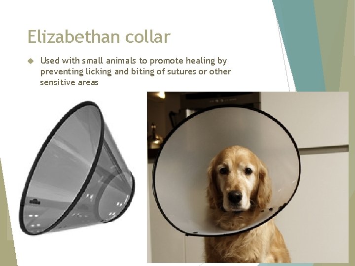 Elizabethan collar Used with small animals to promote healing by preventing licking and biting