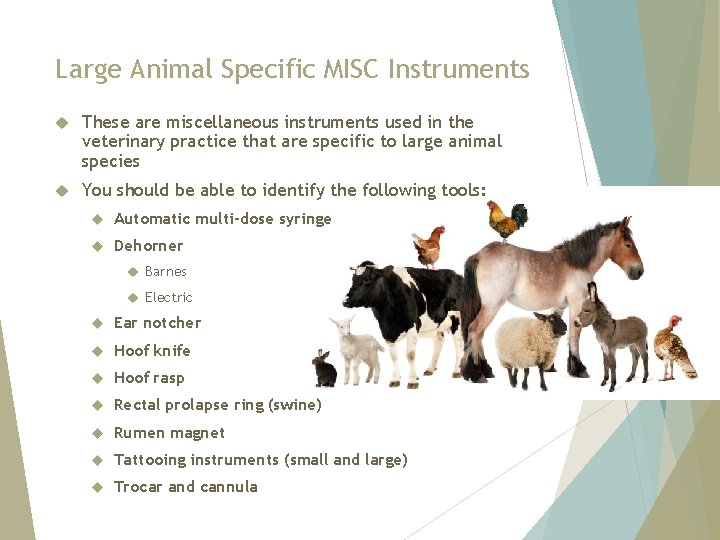 Large Animal Specific MISC Instruments These are miscellaneous instruments used in the veterinary practice