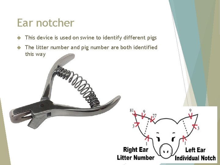 Ear notcher This device is used on swine to identify different pigs The litter