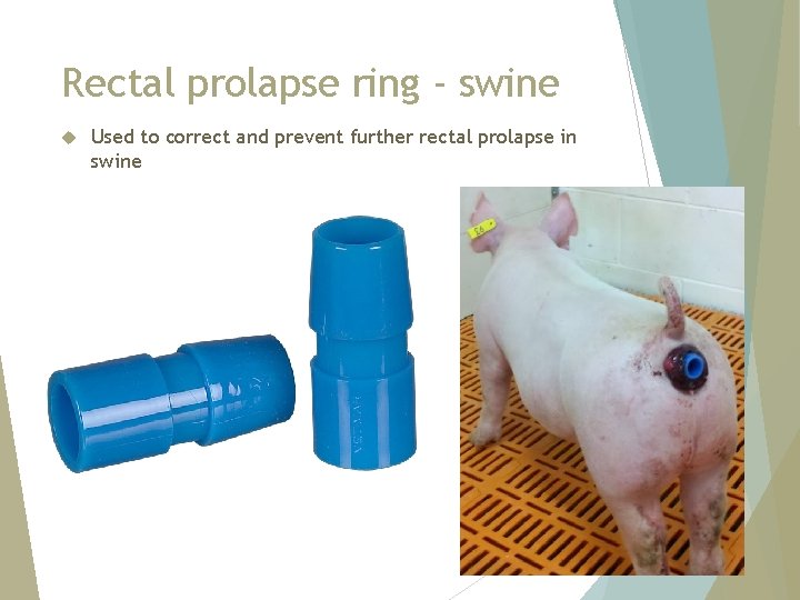 Rectal prolapse ring - swine Used to correct and prevent further rectal prolapse in