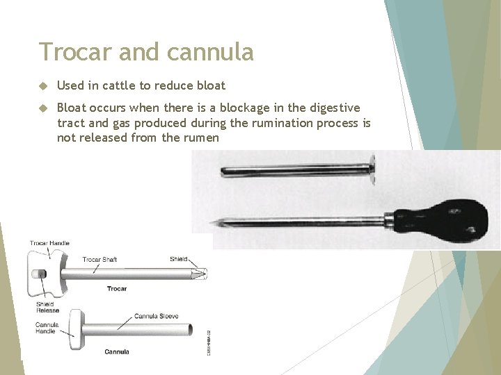 Trocar and cannula Used in cattle to reduce bloat Bloat occurs when there is