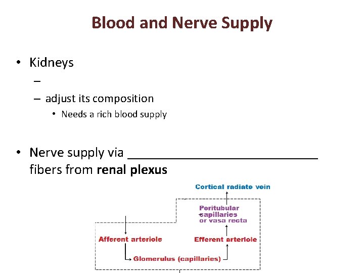 Blood and Nerve Supply • Kidneys – – adjust its composition • Needs a