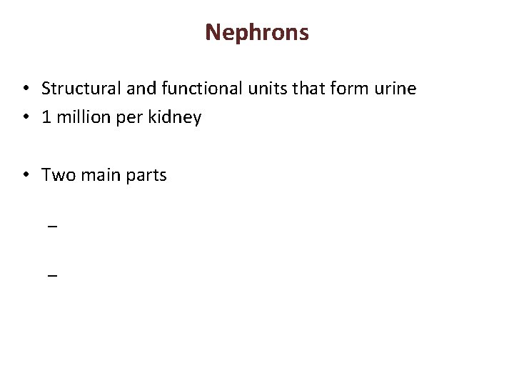 Nephrons • Structural and functional units that form urine • 1 million per kidney