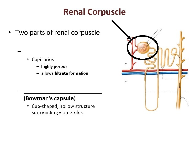 Renal Corpuscle • Two parts of renal corpuscle – • Capillaries – highly porous