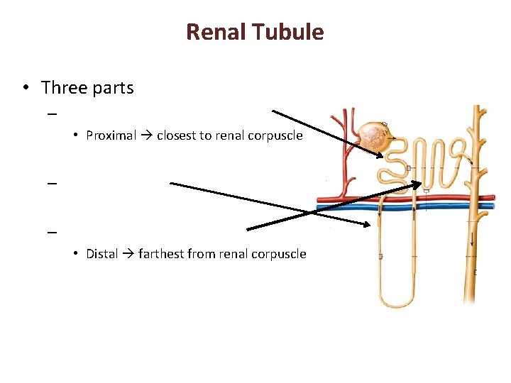 Renal Tubule • Three parts – • Proximal closest to renal corpuscle – –