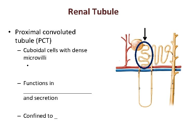 Renal Tubule • Proximal convoluted tubule (PCT) – Cuboidal cells with dense microvilli •